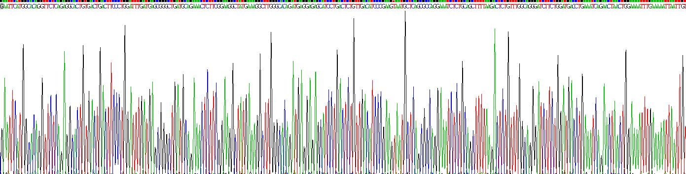 膜联蛋白A5(ANXA5)重组蛋白