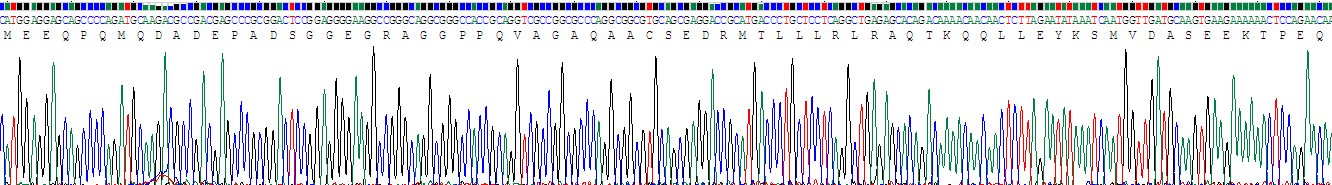 着丝粒蛋白H(CENPH)重组蛋白