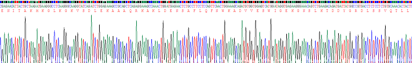 α-胞衬蛋白(SPTAN1)重组蛋白