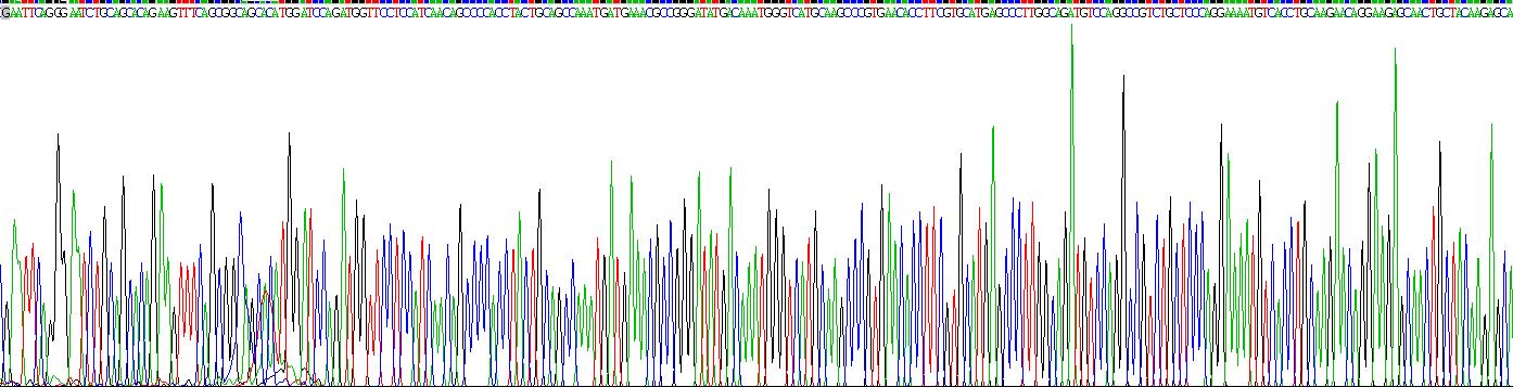 核糖核酸酶A(RNase A)重组蛋白