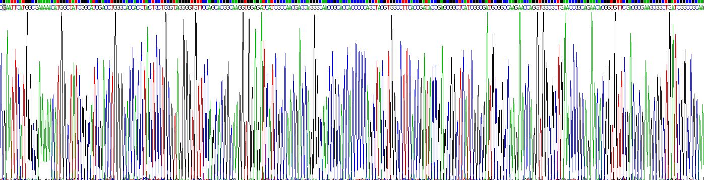 70kDa热休克蛋白1B(HSPA1B)重组蛋白
