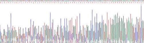 白介素23α(IL23a)重组蛋白