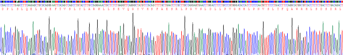白介素27A(IL27A)重组蛋白