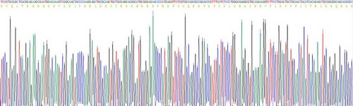 补体成分3a(C3a)重组蛋白