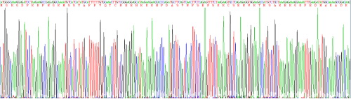 高迁移率族蛋白1(HMGB1)重组蛋白