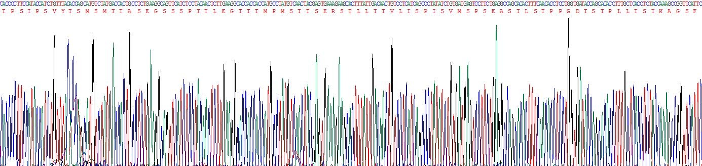 粘蛋白17(MUC17)重组蛋白