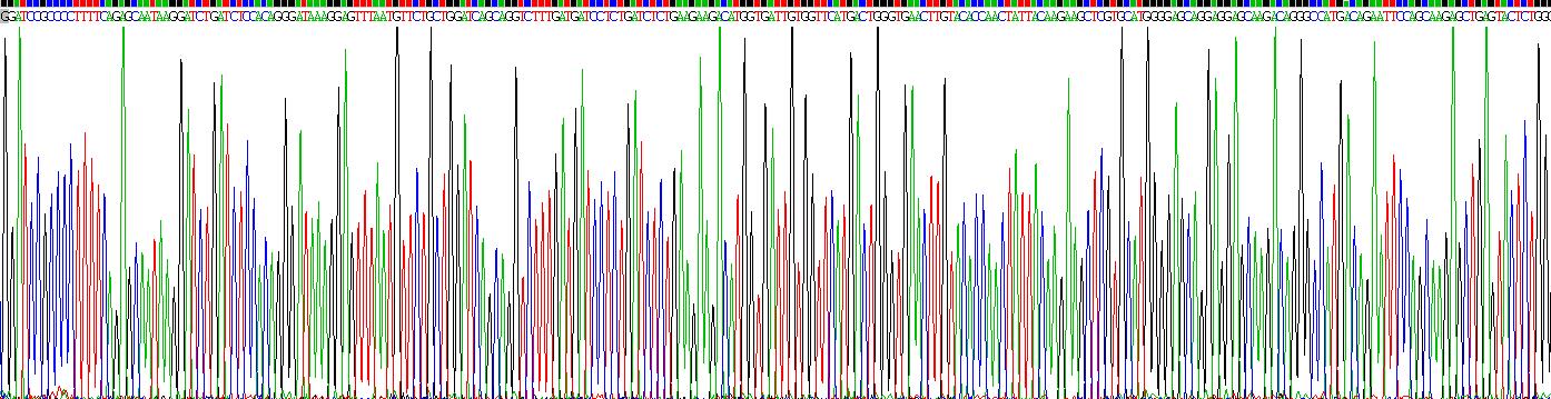 α-血红蛋白稳定蛋白(aHSP)重组蛋白