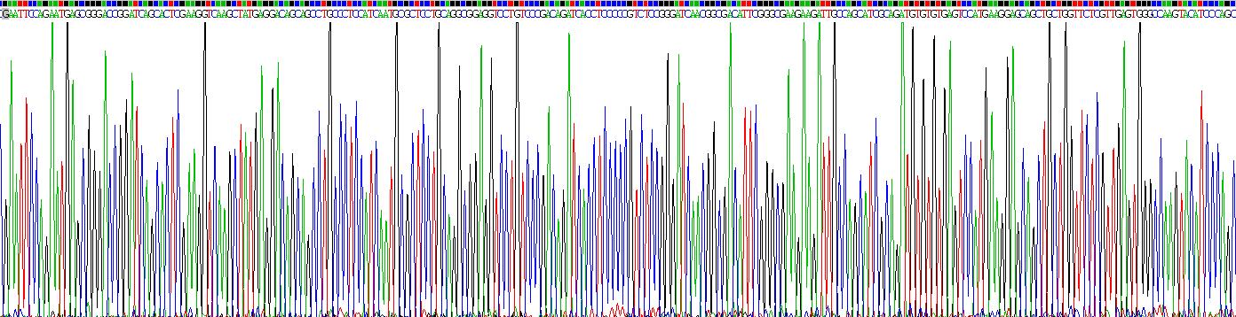 肝细胞核因子4α(HNF4a)重组蛋白