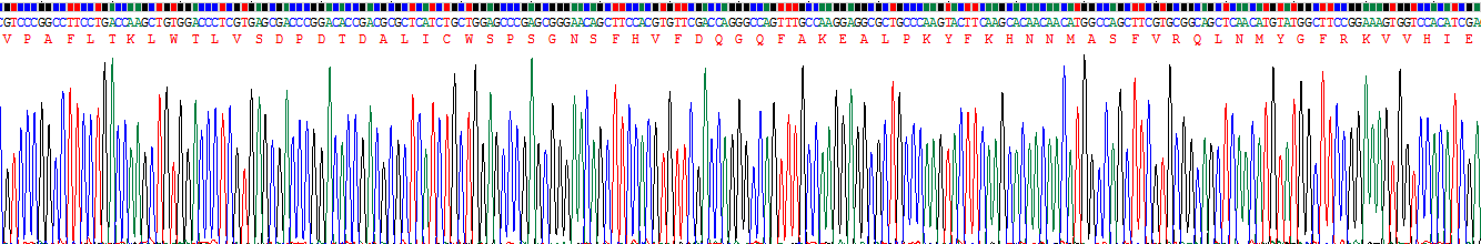 热休克转录因子1(HSF1)重组蛋白