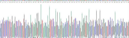 失调蛋白1(ATXN1)重组蛋白