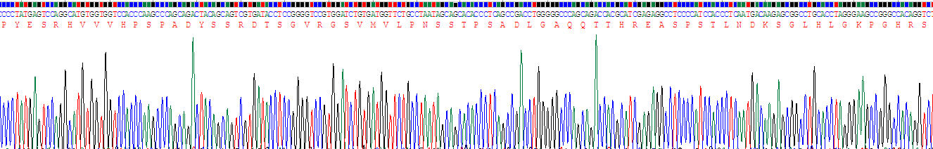 失调蛋白1(ATXN1)重组蛋白