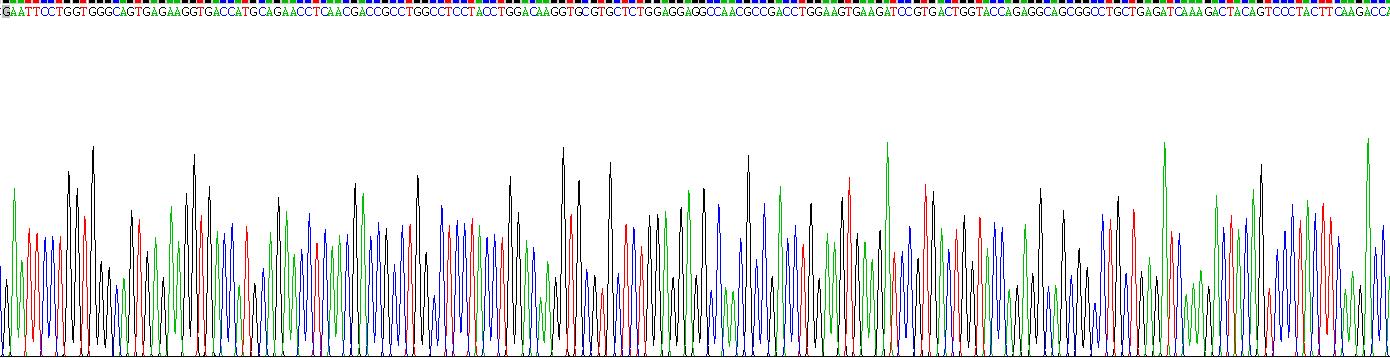 角蛋白14(CK14)重组蛋白