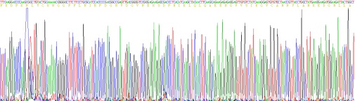 碱性成纤维细胞生长因子(FGF2)重组蛋白