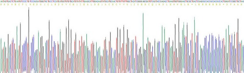 表皮生長因子(EGF)重組蛋白