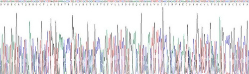 表皮生长因子(EGF)重组蛋白