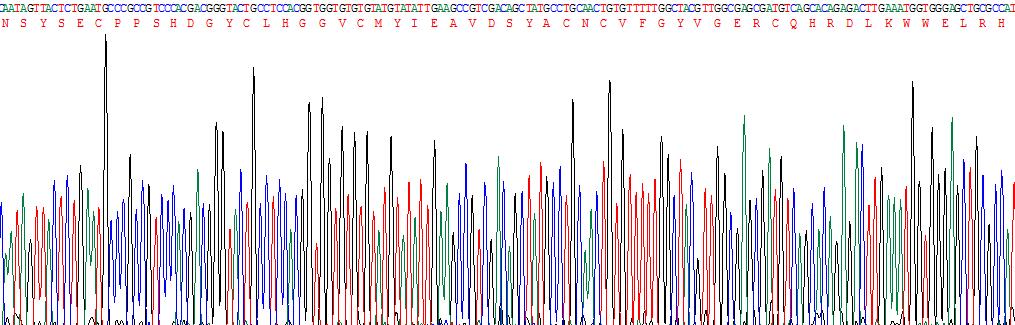表皮生长因子(EGF)重组蛋白