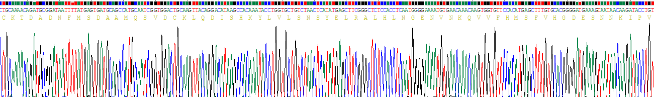 白介素1β(IL1b)重组蛋白