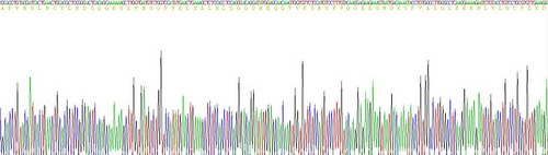 白介素1β(IL1b)重组蛋白