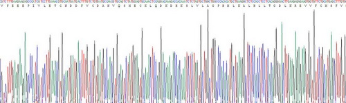 白介素1β(IL1b)重组蛋白