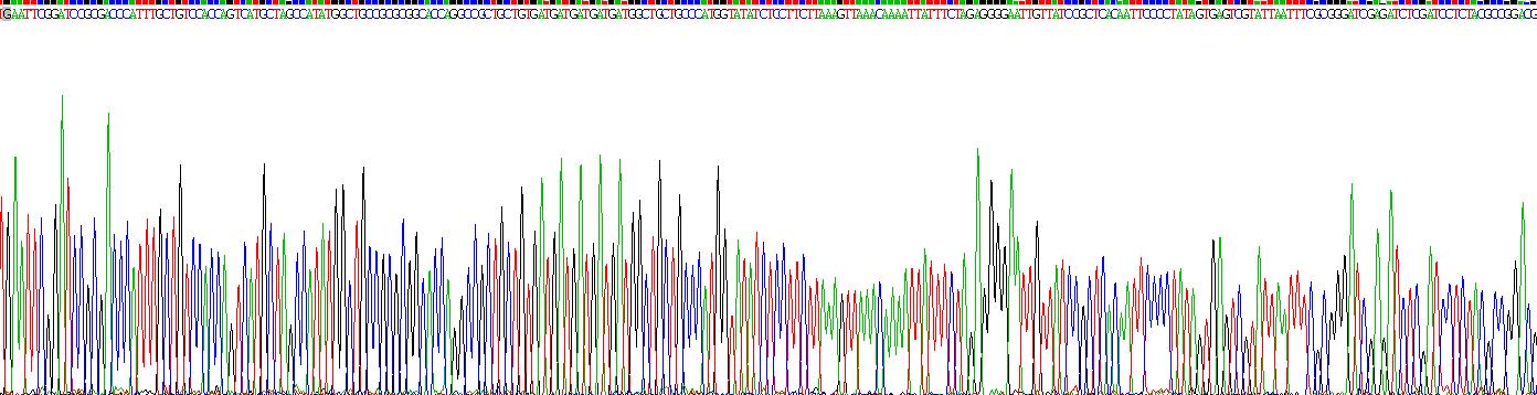 趋化因子C-X-C-基元受体3(CXCR3)重组蛋白