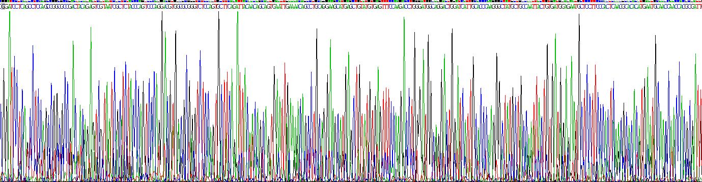 骨形成蛋白6(BMP6)重組蛋白
