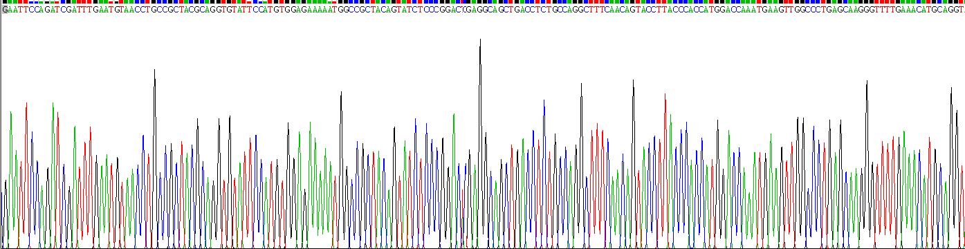 归巢关联细胞黏附分子(HCAM)重组蛋白