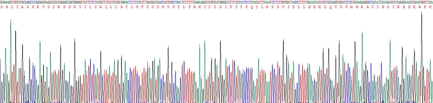 AMP激活蛋白激酶α1(AMPK Alpha 1)重组蛋白