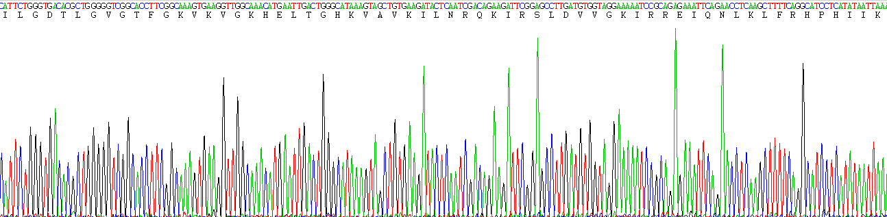 AMP激活蛋白激酶α1(AMPK Alpha 1)重组蛋白