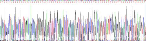 粘蛋白5B(MUC5B)重组蛋白