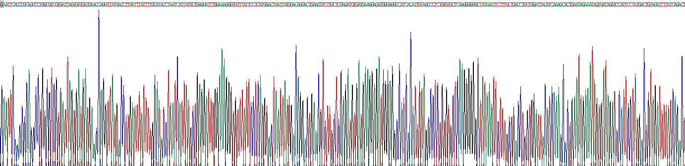 次黄嘌呤磷酸核糖基转移酶1(HPRT1)重组蛋白