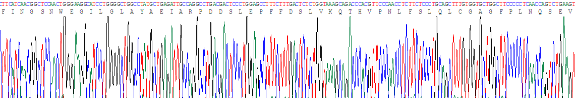 β-位淀粉样前体蛋白裂解酶1(bACE1)重组蛋白
