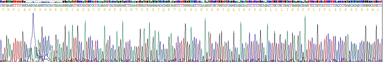 基质细胞衍生因子4(SDF4)重组蛋白