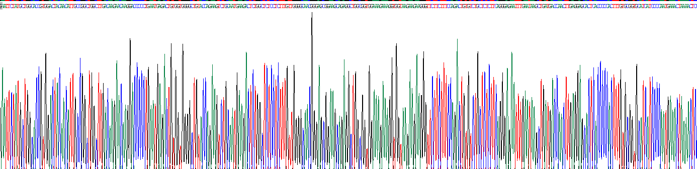 肌球蛋白重鏈1(MYH1)重組蛋白