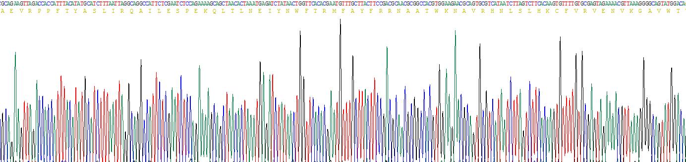 叉头框蛋白P1(FOXP1)重组蛋白