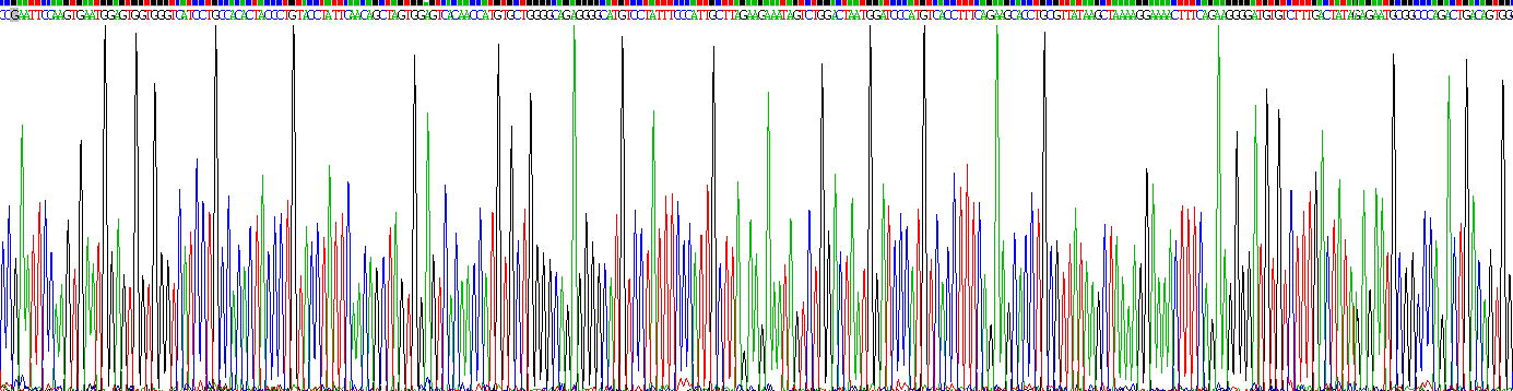 肾损伤分子1(Kim1)重组蛋白