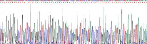 肾损伤分子1(Kim1)重组蛋白