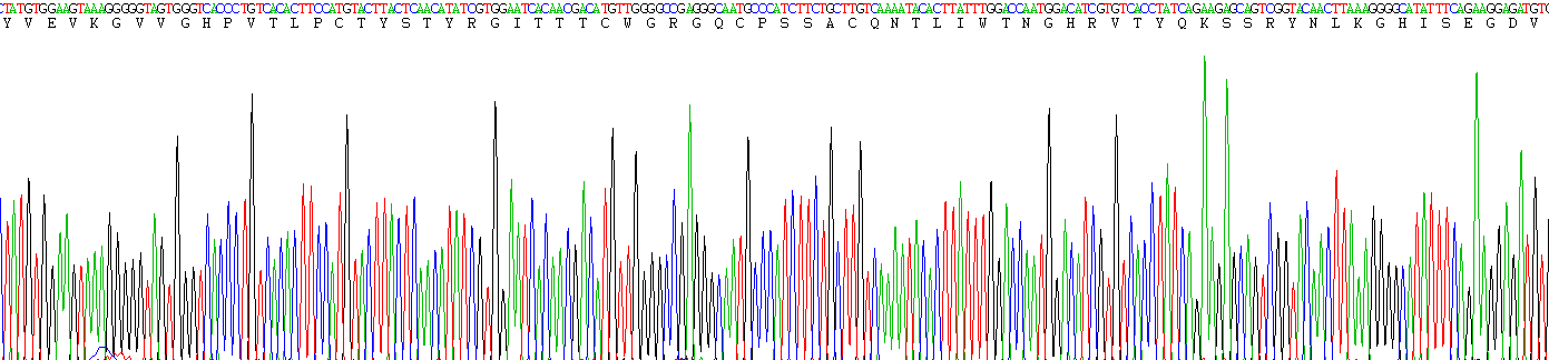 肾损伤分子1(Kim1)重组蛋白