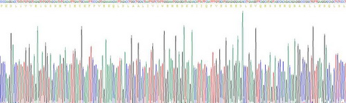 细胞程序性死亡蛋白1配体1(PDL1)重组蛋白