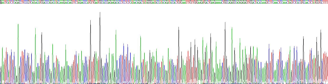 拓?fù)洚悩?gòu)酶Ⅱ(TOP2)重組蛋白