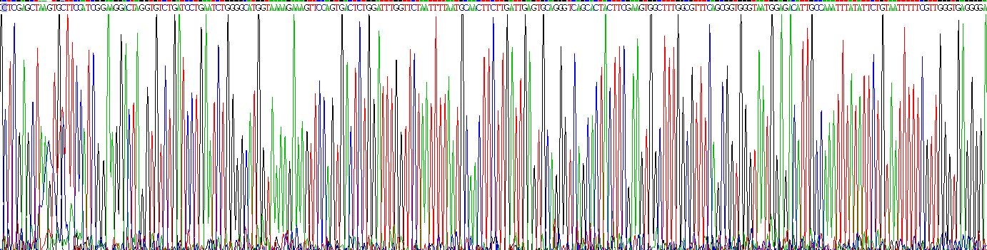 低氧诱导因子1α(HIF1a)重组蛋白