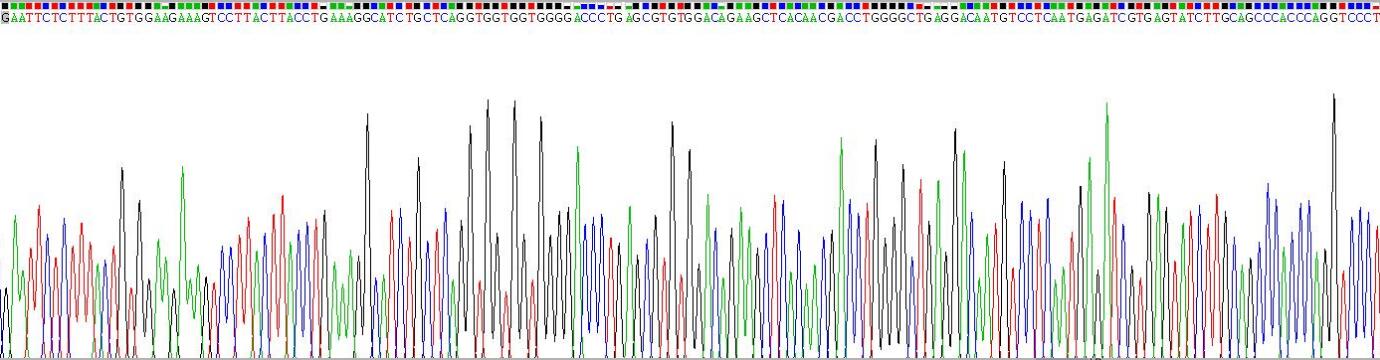 死亡受體5(DR5)重組蛋白