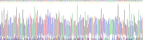 甲狀旁腺激素相關(guān)蛋白(PTHrP)重組蛋白