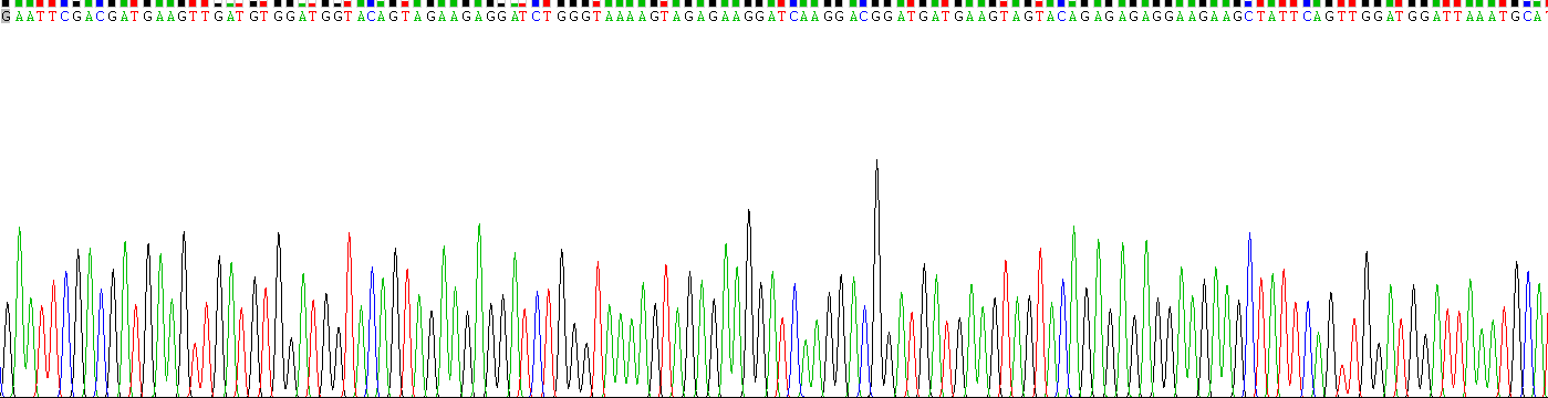 90kDa热休克蛋白β1(HSP90b1)重组蛋白