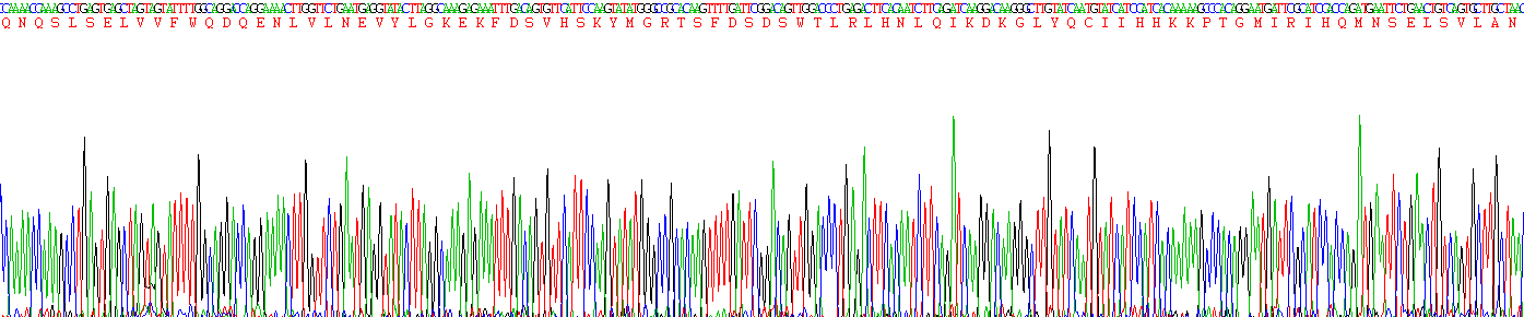CD86分子(CD86)重组蛋白