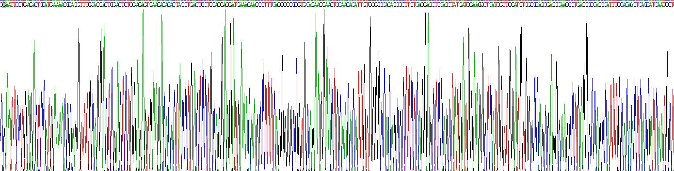 核因子κB受体激活因子配体(RANkL)重组蛋白