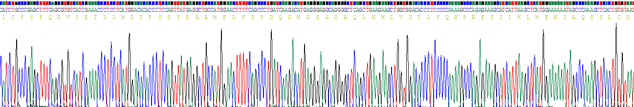 克拉拉细胞蛋白16(CC16)重组蛋白