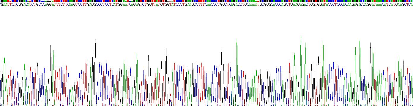 克拉拉细胞蛋白16(CC16)重组蛋白
