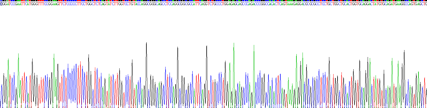 降钙素基因相关肽(CGRP)重组蛋白