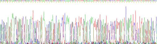 CD26分子(CD26)重组蛋白