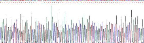 胰島素受體(INSR)重組蛋白